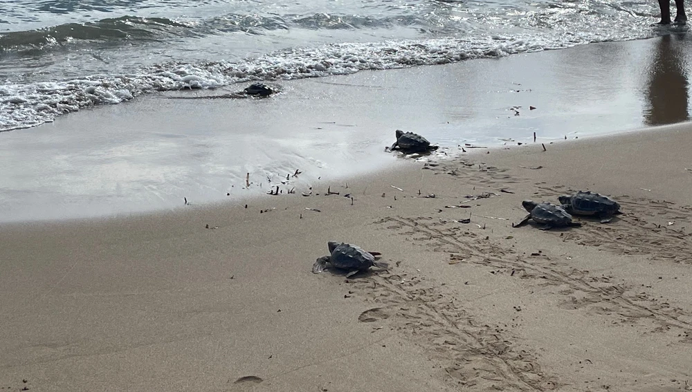 Entran en el mar de Torrevieja 16 tortugas marinas un año después de nacer en la playa de La Mata Entran en el mar de Torrevieja 16 tortugas marinas un año después de nacer en la playa de La Mata