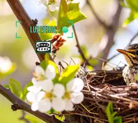 Nidos urbanos Nidos urbanos