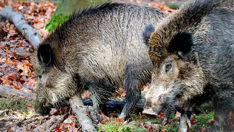 La Junta autoriza la captura controlada de jabalíes en Uceda La Junta autoriza la captura controlada de jabalíes en Uceda
