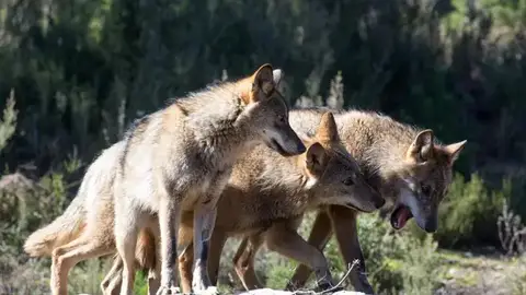 APAG reclama más ayudas a la Junta tras nuevos ataques del lobo en la Sierra Norte APAG reclama más ayudas a la Junta tras nuevos ataques del lobo en la Sierra Norte