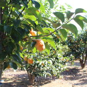 Campo de caquis en la Ribera