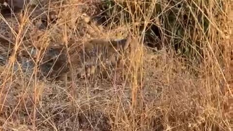 Linces