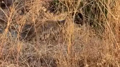 Linces Linces