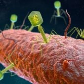 Desarrollan una IA para leer el 'código' de los virus bacterianos y diseñar tratamientos con fagos personalizados