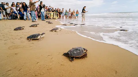 Acto de suelta en la playa de La Marina de Elche de 36 ejemplares de tortuga boba. Acto de suelta en la playa de La Marina de Elche de 36 ejemplares de tortuga boba.