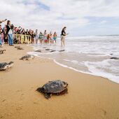 Acto de suelta en la playa de La Marina de Elche de 36 ejemplares de tortuga boba.