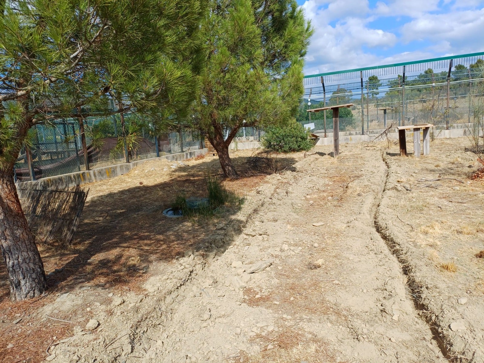 La Junta colocará sensores de fibra óptica para monitorizar a la fauna silvestre y mejorar la seguridad vial en el área de reintroducción del lince ibérico en el Cerrato La Junta colocará sensores de fibra óptica para monitorizar a la fauna silvestre y mejorar la seguridad vial en el área de reintroducción del lince ibérico en el Cerrato