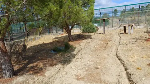 La Junta colocará sensores de fibra óptica para monitorizar a la fauna silvestre y mejorar la seguridad vial en el área de reintroducción del lince ibérico en el Cerrato .