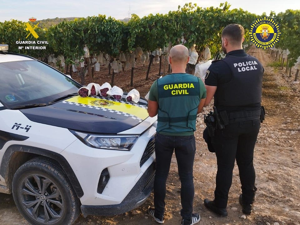 Dos detenidos en Monforte del Cid por el robo de cien kilos de uva de mesa Dos detenidos en Monforte del Cid por el robo de cien kilos de uva de mesa