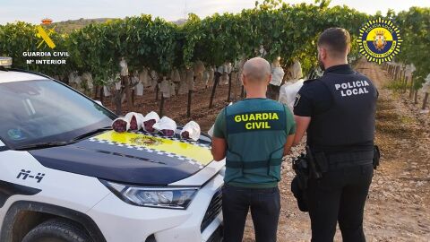 Un agente de la Guardia Civil y otro de la Polic&iacute;a Local de Monforte del Cid en un vi&ntilde;edo de uva de mesa embolsada del Vinalop&oacute;.