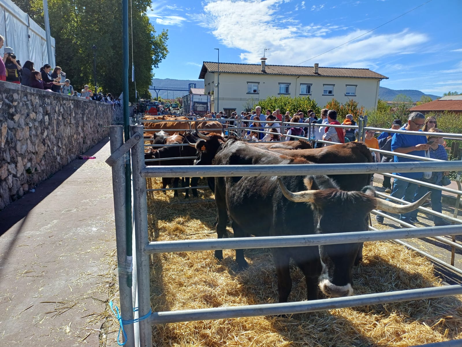 La feria de ganado de Salvatierra cumple 630 años La feria de ganado de Salvatierra cumple 630 años