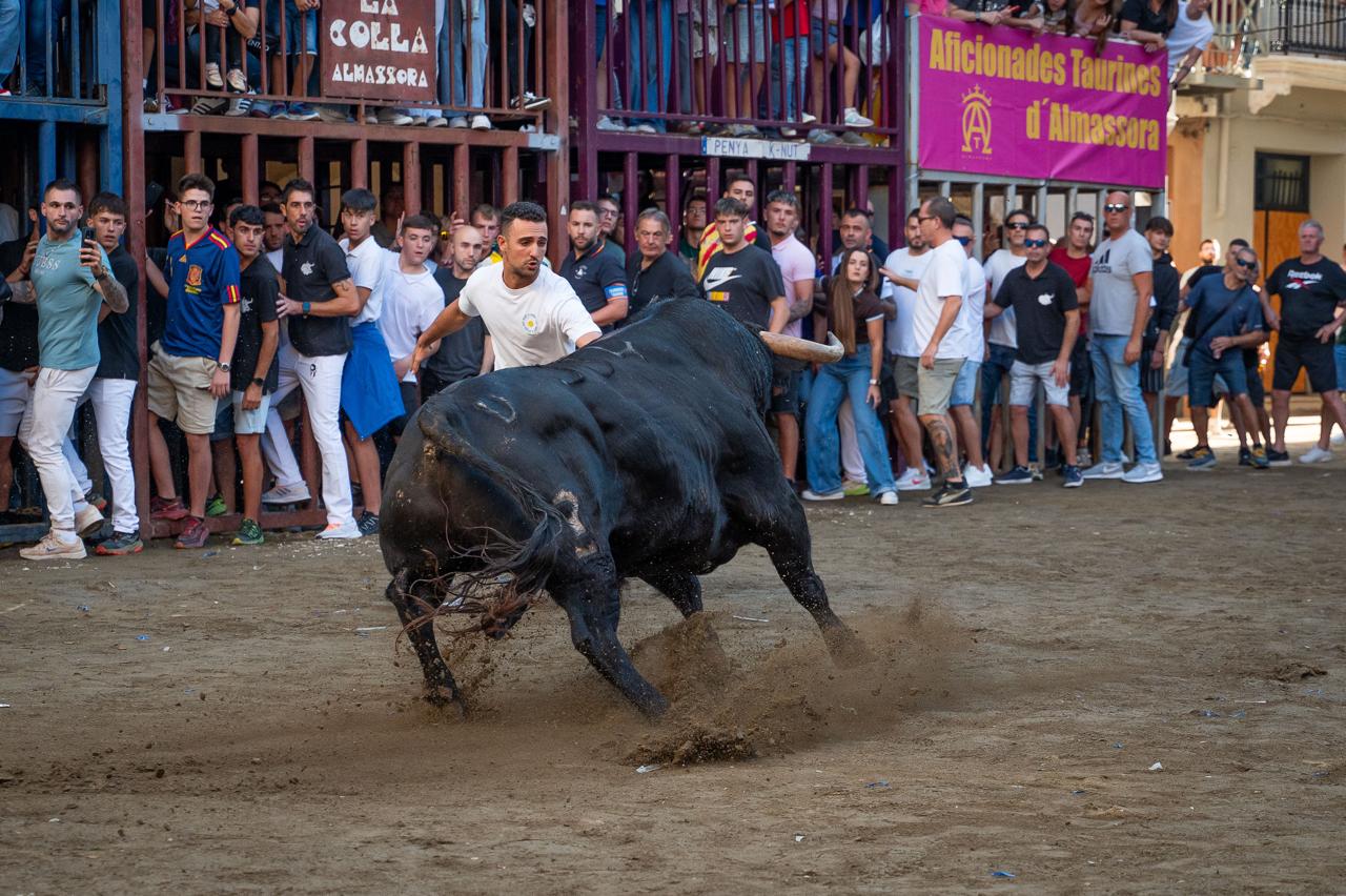 Almassora vive este martes una jornada taurina con la presencia de toros de Zalduendo Almassora vive este martes una jornada taurina con la presencia de toros de Zalduendo