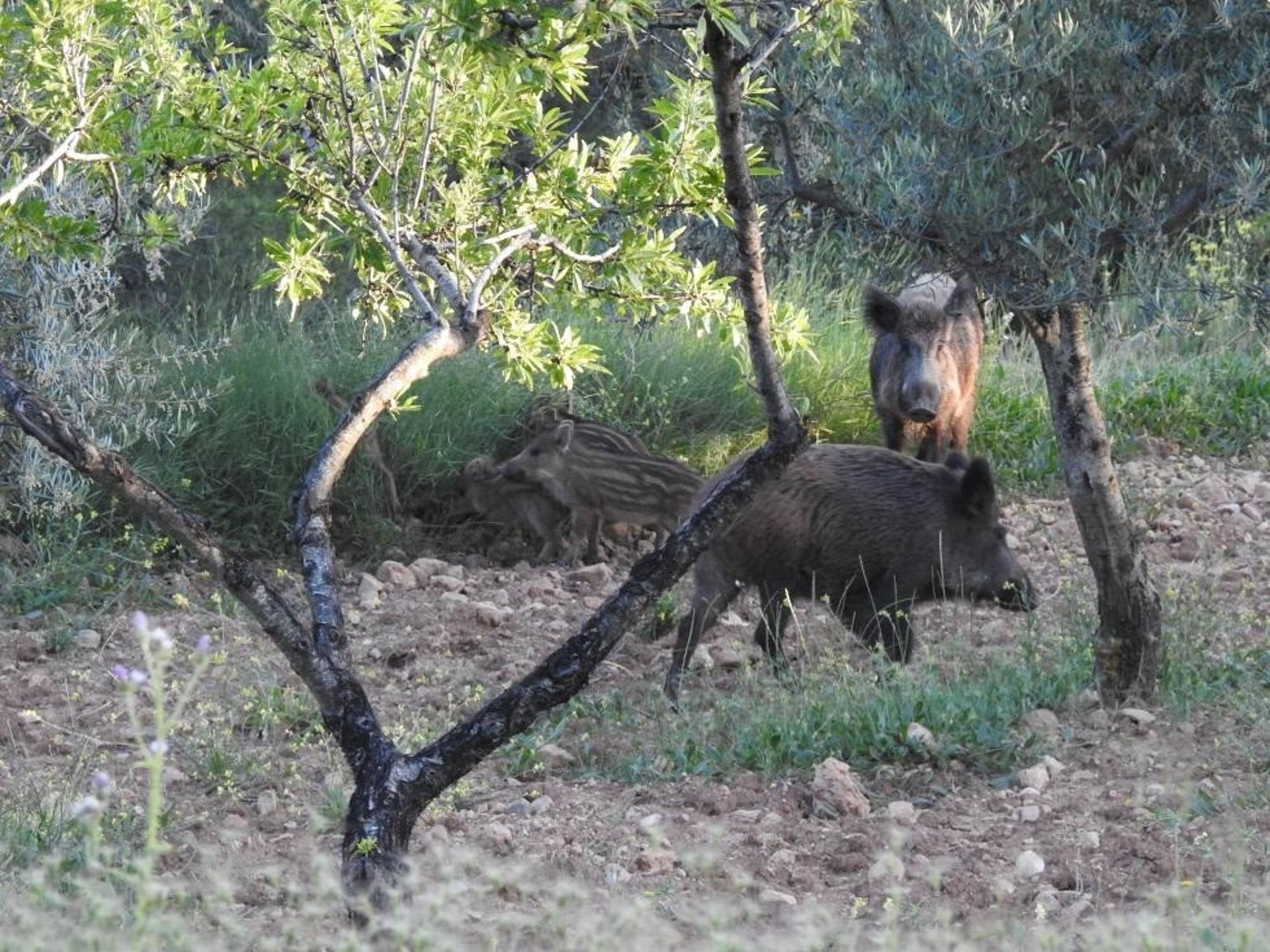 La Consellería controla la sobreabundancia de jabalíes en el Paraje Natural de la Murta en Alzira La Consellería controla la sobreabundancia de jabalíes en el Paraje Natural de la Murta en Alzira