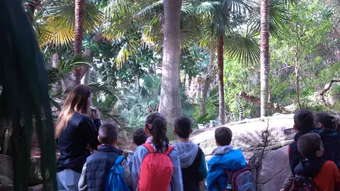 Bioparc Fuengirola inaugura la temporada escolar con una nueva oferta educativa tras recibir a más de 25.000 estudiantes el pasado curso Bioparc Fuengirola inaugura la temporada escolar con una nueva oferta educativa tras recibir a más de 25.000 estudiantes el pasado curso