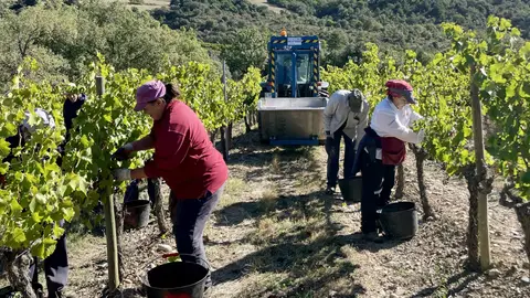 Concluye la vendimia del Somontano con más de 15 millones de uva recogidos Concluye la vendimia del Somontano con más de 15 millones de uva recogidos