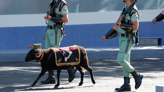 El borrego Baraka durante el desfile con los soldados de la Legión El borrego Baraka durante el desfile con los soldados de la Legión
