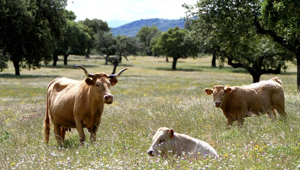Vacas retintas paciendo en Extremadura Vacas retintas paciendo en Extremadura