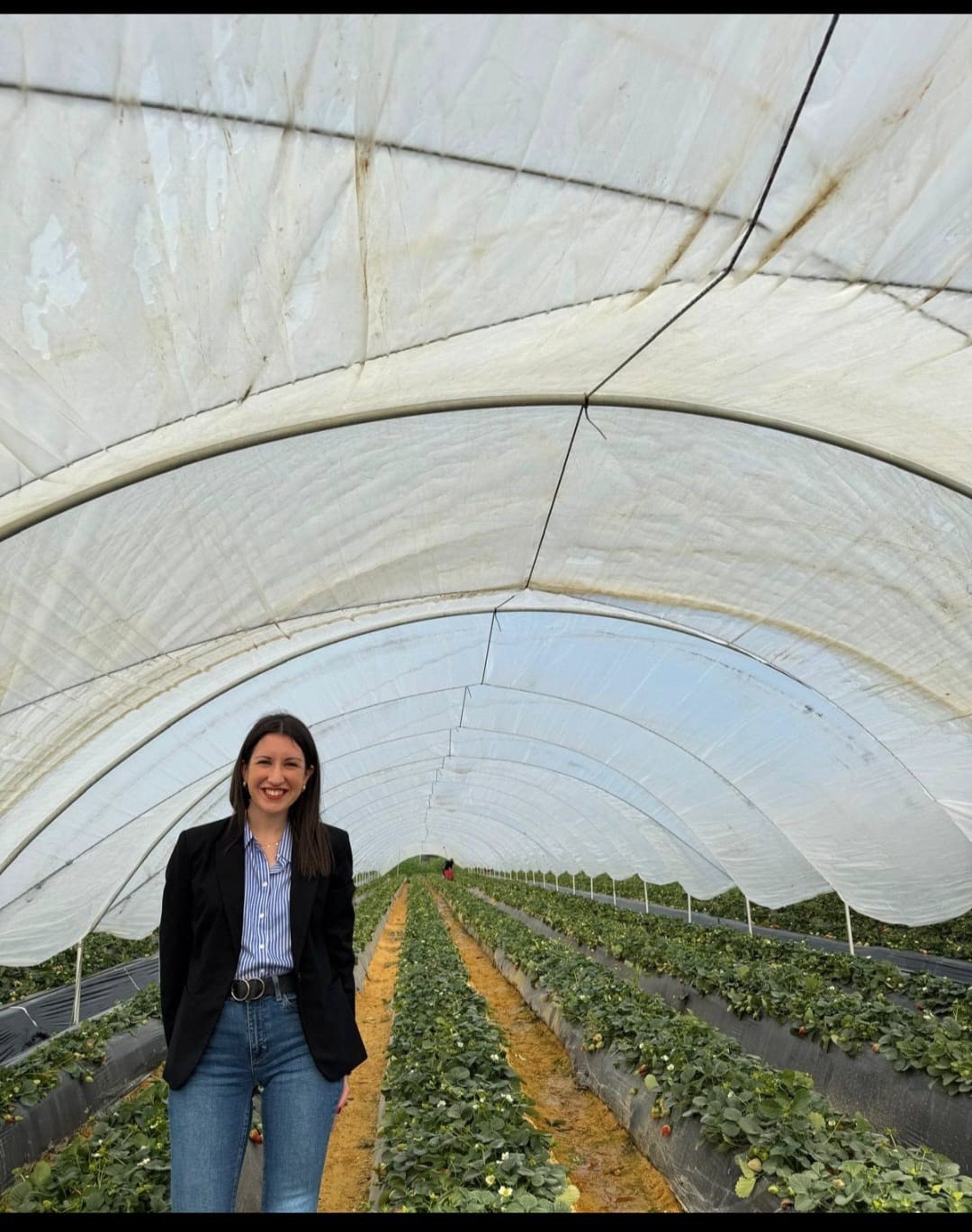 Un estudio de la UMH de Elche encuentra una estrategia que reduce el deterioro del pimiento verde en su conservación en frío Un estudio de la UMH de Elche encuentra una estrategia que reduce el deterioro del pimiento verde en su conservación en frío