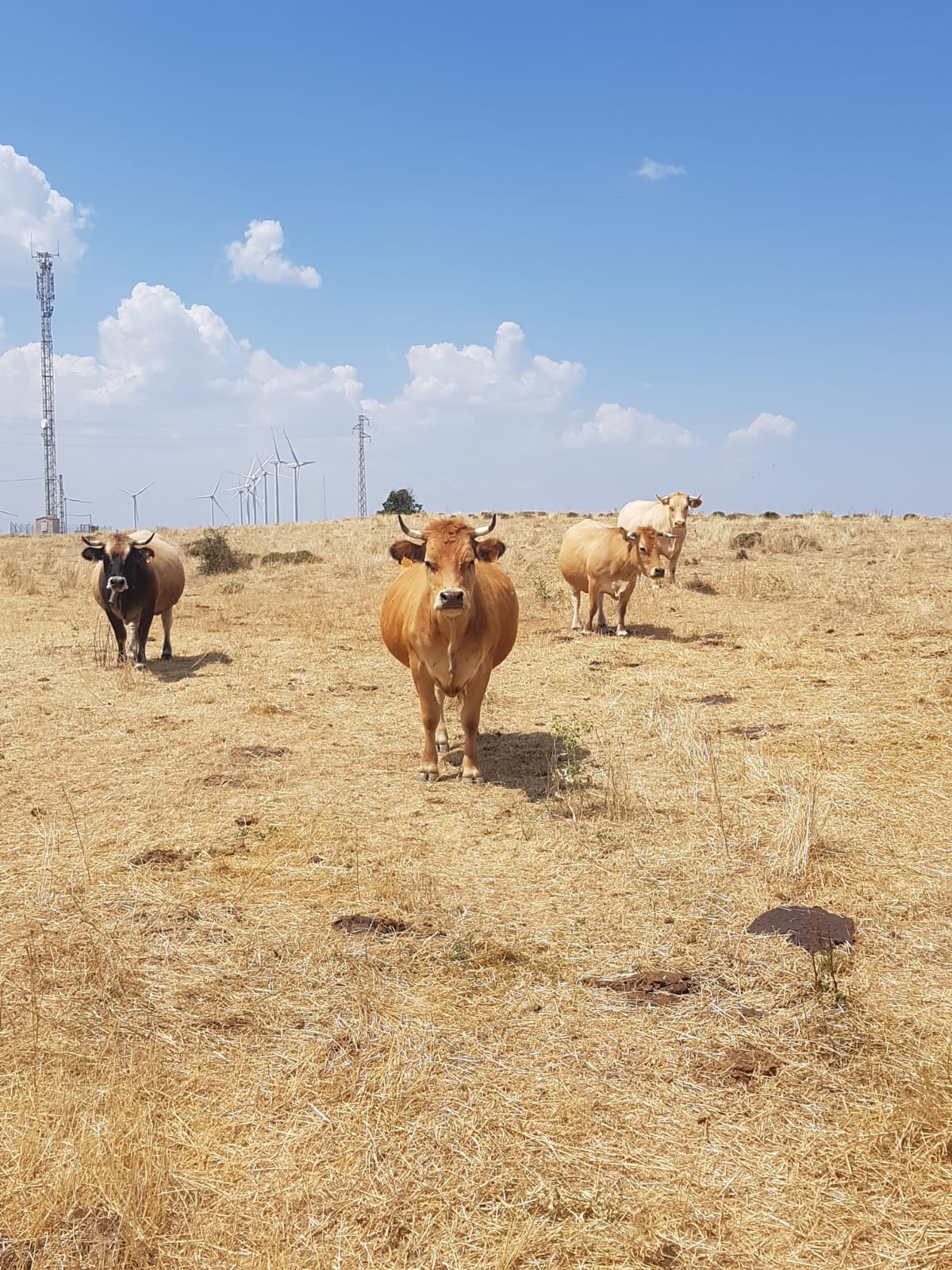 Seis granjas valencianas de AVA-ASAJA participan en un proyecto europeo para frenar la desertificación Seis granjas valencianas de AVA-ASAJA participan en un proyecto europeo para frenar la desertificación
