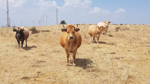 Granja de vacuno participante en el proyetco N&eacute;mesis