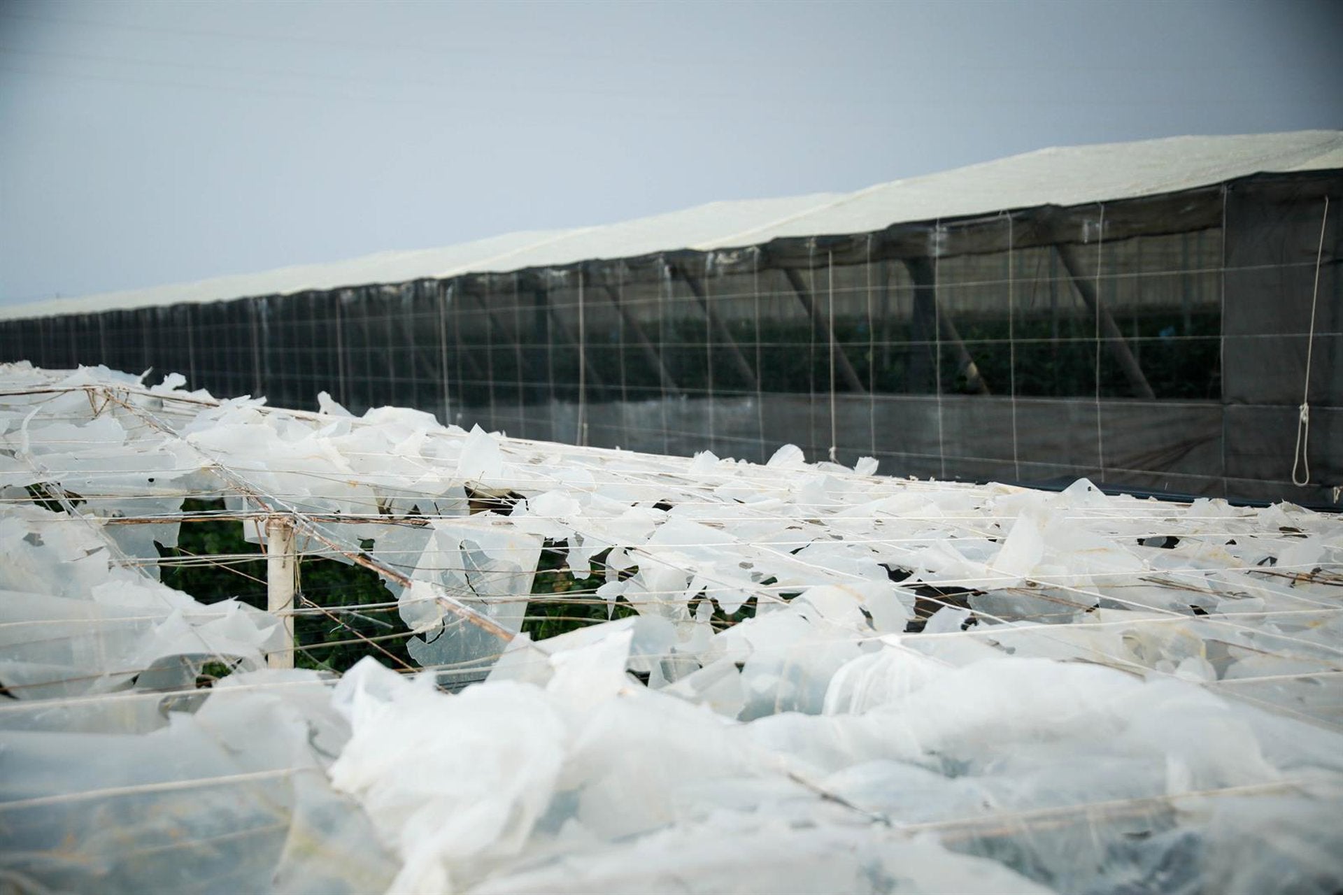 El Ejido lanza 309.000 euros en ayudas para invernaderos colapsados por granizo en 2024 El Ejido lanza 309.000 euros en ayudas para invernaderos colapsados por granizo en 2024