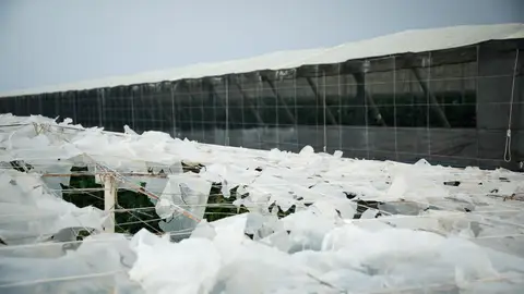 El Ejido lanza 309.000 euros en ayudas para invernaderos colapsados por granizo en la dana de octubre de 2024 El Ejido lanza 309.000 euros en ayudas para invernaderos colapsados por granizo en la dana de octubre de 2024