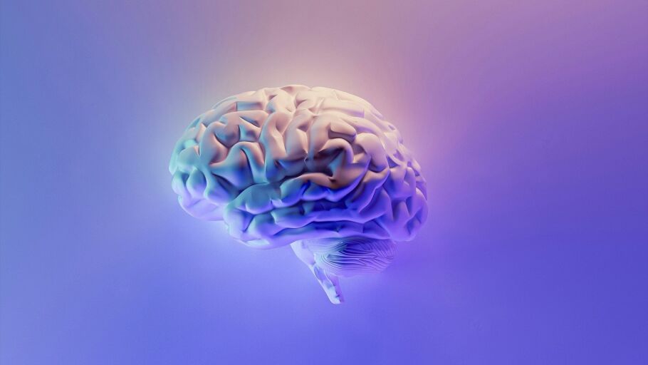 El cerebro humano