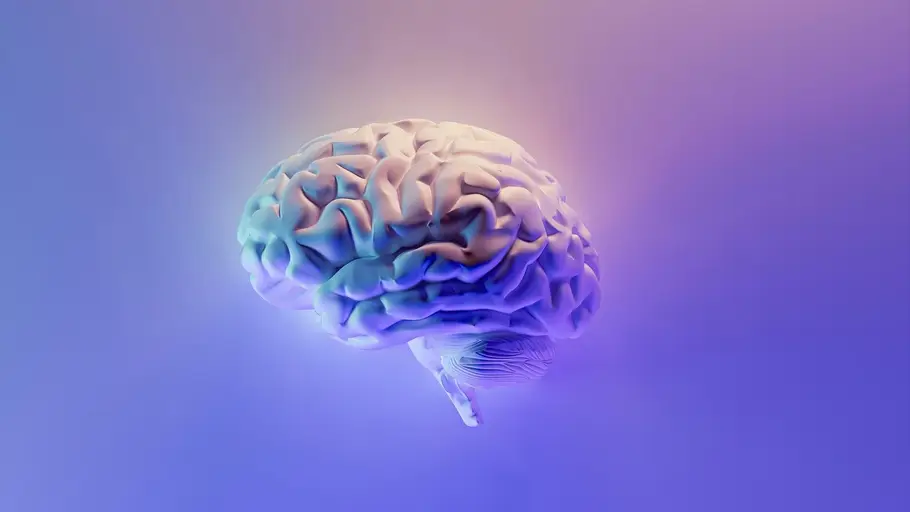 El cerebro humano El cerebro humano