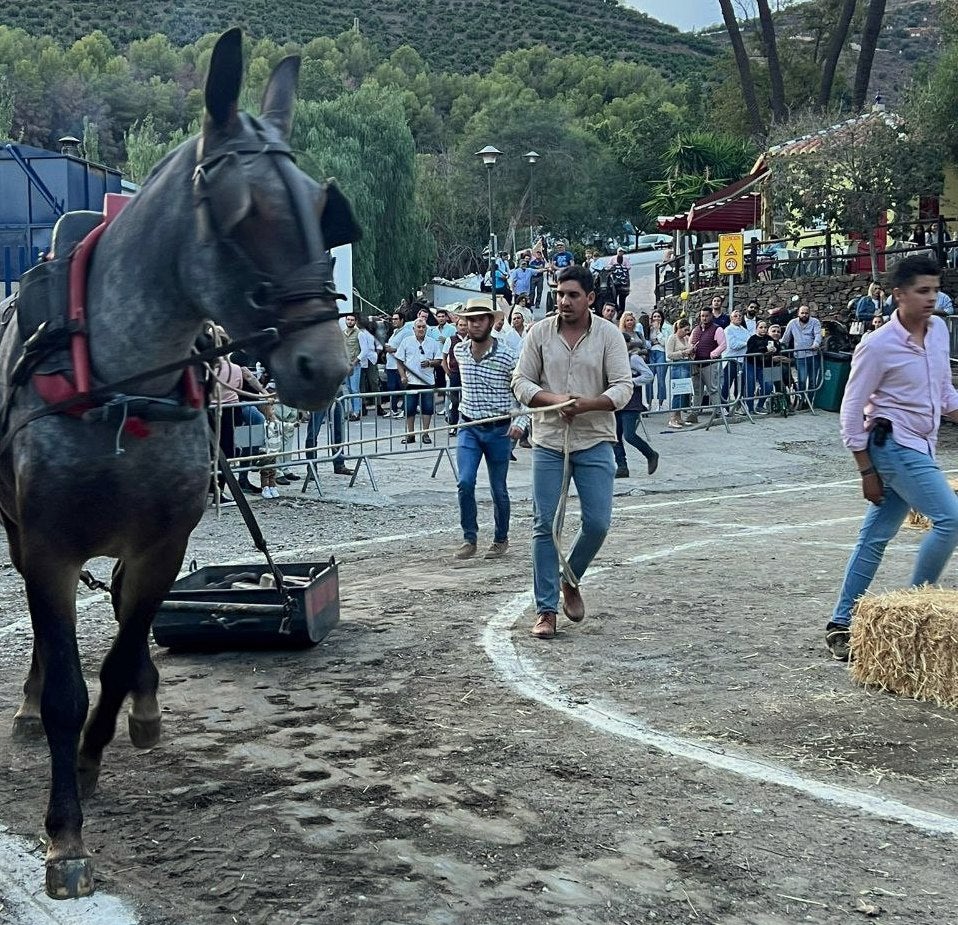 Hasta 600 euros en premios en el XII Concurso de Exhibición y Arrastre de Torrox Hasta 600 euros en premios en el XII Concurso de Exhibición y Arrastre de Torrox