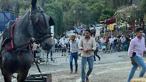 Hasta 600 euros en premios en el XII Concurso de Exhibición y Arrastre de Torrox Hasta 600 euros en premios en el XII Concurso de Exhibición y Arrastre de Torrox