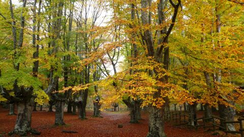 Hayedo Gorbea