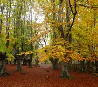 Hayedo Gorbea Hayedo Gorbea