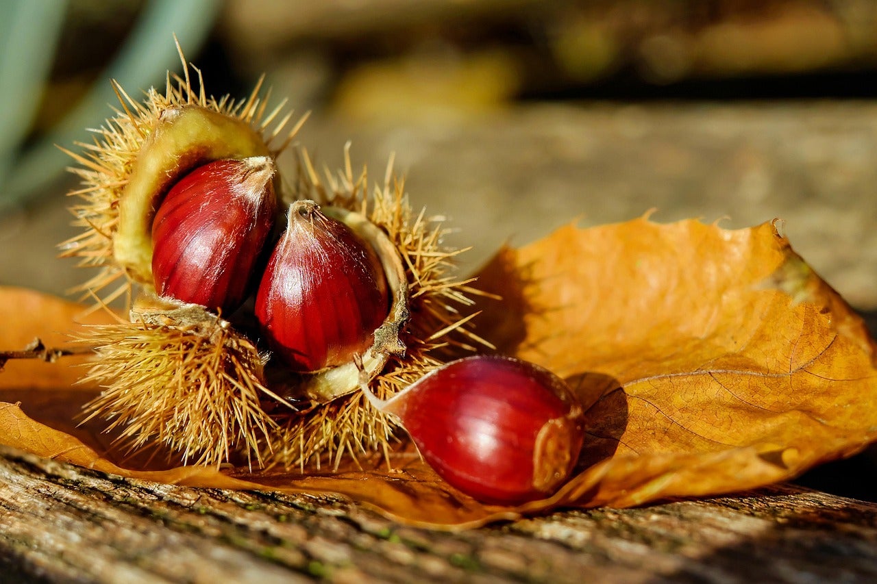 Sabores del otoño en Galicia: un viaje gastronómico entre castañas, setas y guisos tradicionales episode artwork