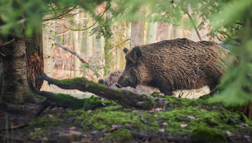 El jabalí, protagonista de guisos de caza en el otoño gallego El jabalí, protagonista de guisos de caza en el otoño gallego