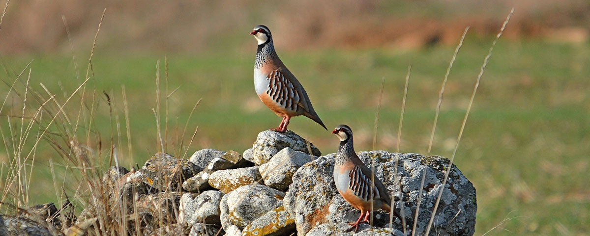 La temporada de caza menor comienza en Aragón La temporada de caza menor comienza en Aragón