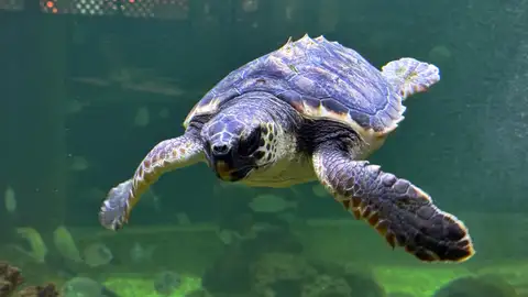 Tortuga marina que se recupera en el Museo del Mar de Santa Pola para ser liberada en su hábitat natural. Tortuga marina que se recupera en el Museo del Mar de Santa Pola para ser liberada en su hábitat natural.