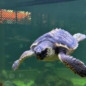 Tortuga marina que se recupera en el Museo del Mar de Santa Pola para ser liberada en su hábitat natural.