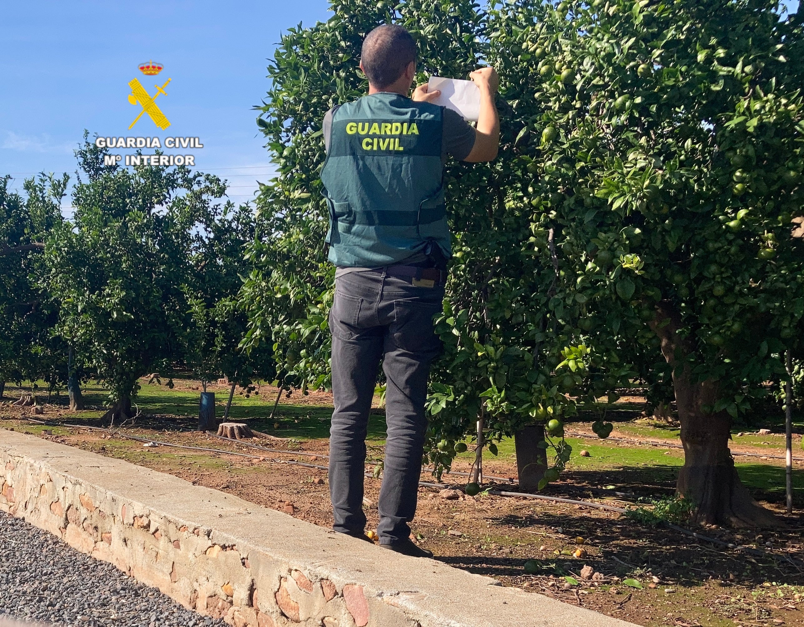 Investigadas tres personas en Moncofar por cultivo de variedad citricola Orri sin licencia Investigadas tres personas en Moncofar por cultivo de variedad citricola Orri sin licencia