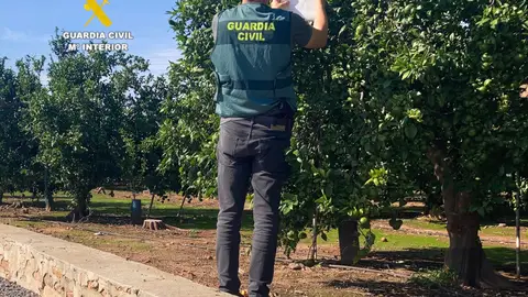 Investigadas tres personas en Moncofar por cultivo de variedad citricola Orri sin licencia Investigadas tres personas en Moncofar por cultivo de variedad citricola Orri sin licencia