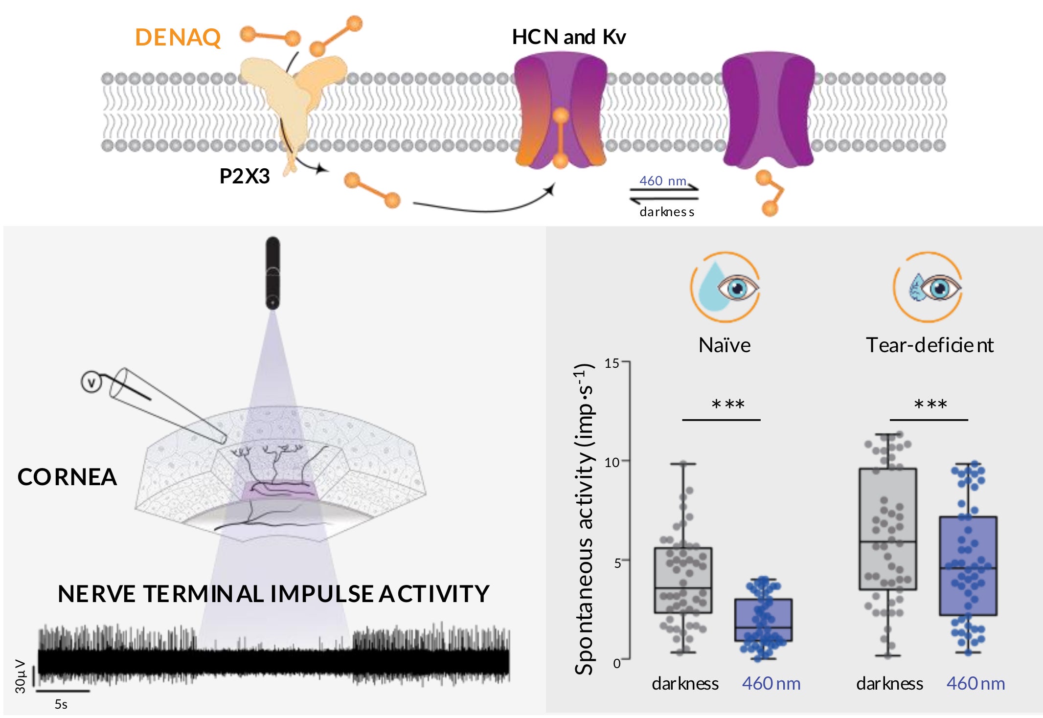 Un estudio del Instituto Neurociencias de la UMH de Elche prueba que una molécula fotosensible logra modular la actividad nerviosa de la córnea Un estudio del Instituto Neurociencias de la UMH de Elche prueba que una molécula fotosensible logra modular la actividad nerviosa de la córnea