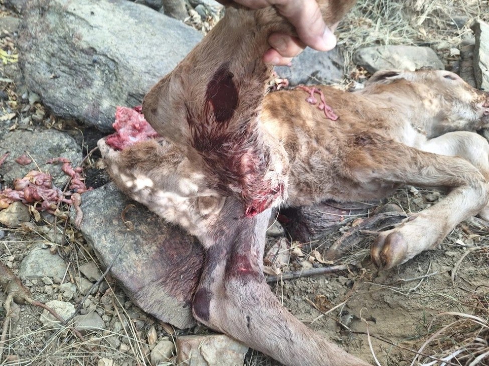 Se incrementan los ataques del lobo en la Sierra Norte Se incrementan los ataques del lobo en la Sierra Norte