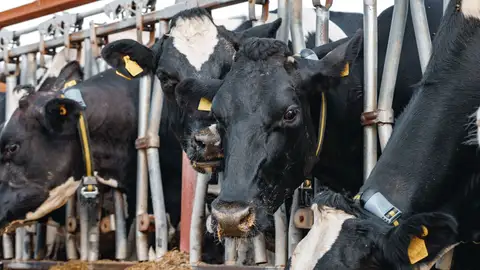 O Sindicato Labrego Galego pide a prohibición temporal da entrada de gando de fóra da Galiza O Sindicato Labrego Galego pide a prohibición temporal da entrada de gando de fóra da Galiza