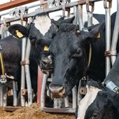 O Sindicato Labrego Galego pide a prohibición temporal da entrada de gando de fóra da Galiza O Sindicato Labrego Galego pide a prohibición temporal da entrada de gando de fóra da Galiza