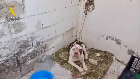 Investigado por maltrato animal un vecino de Talayuela por tener a un perro en estado de abandono Investigado por maltrato animal un vecino de Talayuela por tener a un perro en estado de abandono