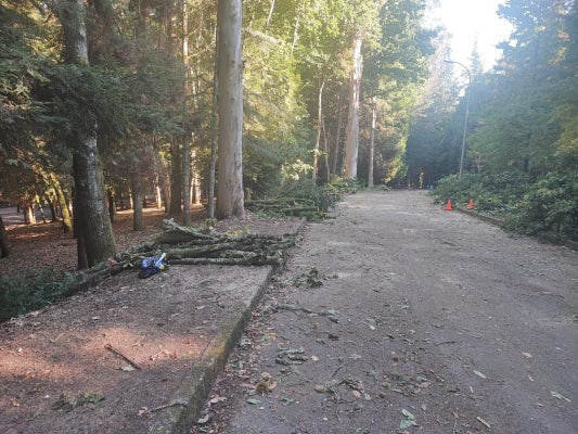 O BNG esixe explicacións polas talas e podas realizadas no parque municipal do Carballiño O BNG esixe explicacións polas talas e podas realizadas no parque municipal do Carballiño
