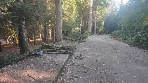 O BNG esixe explicacións polas talas e podas realizadas no parque municipal do Carballiño O BNG esixe explicacións polas talas e podas realizadas no parque municipal do Carballiño