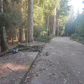 O BNG esixe explicacións polas talas e podas realizadas no parque municipal do Carballiño O BNG esixe explicacións polas talas e podas realizadas no parque municipal do Carballiño