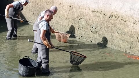Retirada de carpa invasora en la Murta