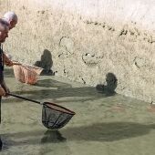 Retirada de carpa invasora en la Murta