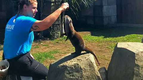 Finaliza con éxito el programa de Cría de Nutria de Sea Life Benalmádena Luz Verde